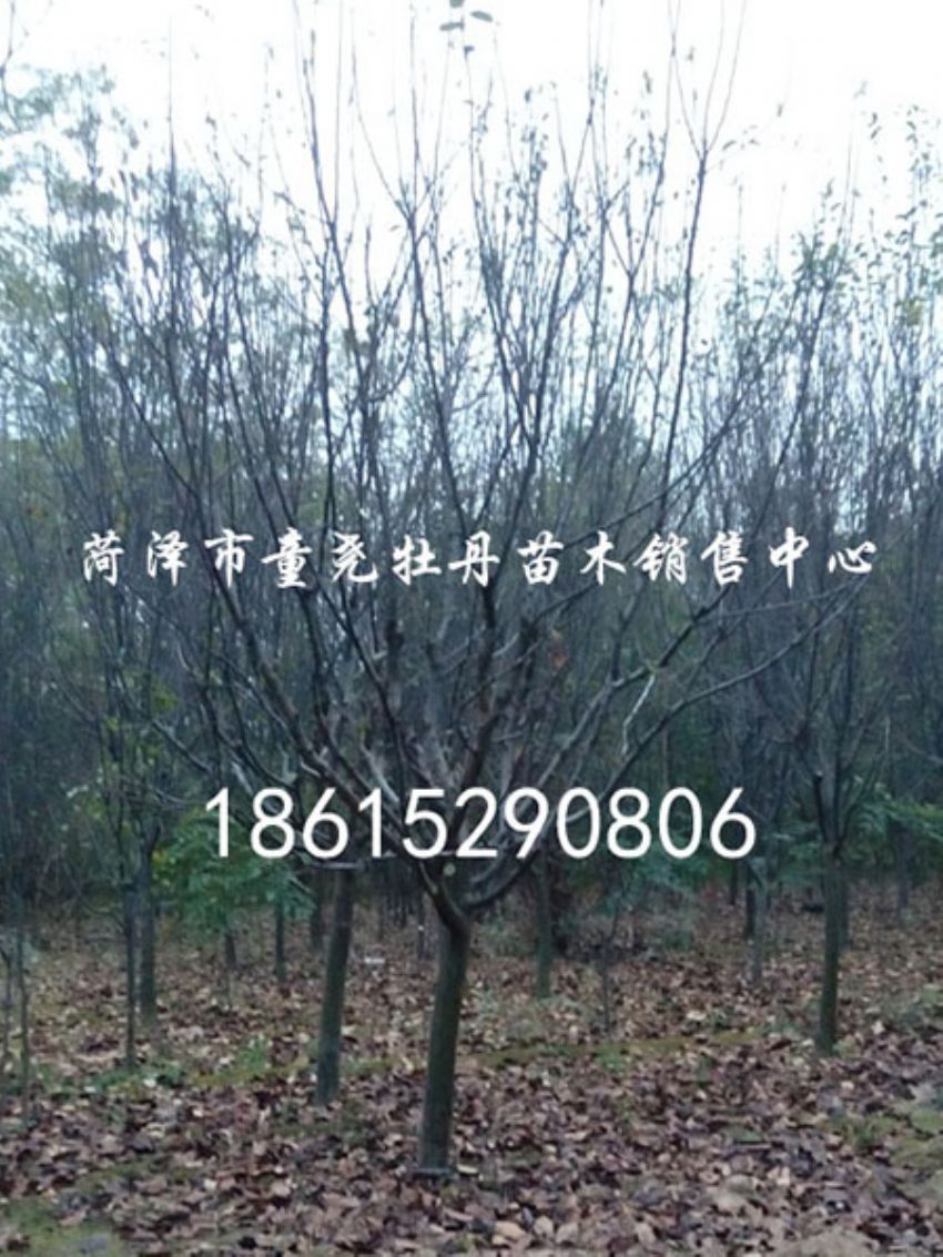 点击查看详细信息<br>标题：木瓜树休眠期 阅读次数：1287