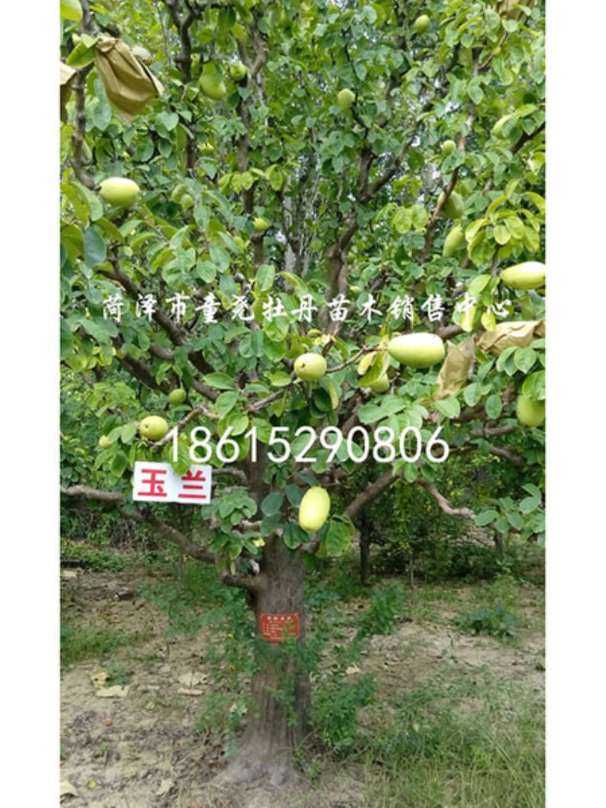 点击查看详细信息<br>标题：木瓜树 阅读次数：1137