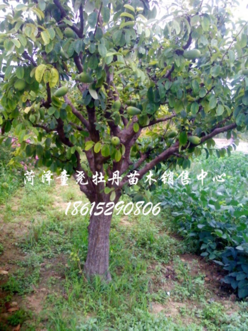 点击查看详细信息<br>标题：木瓜树 阅读次数：1179