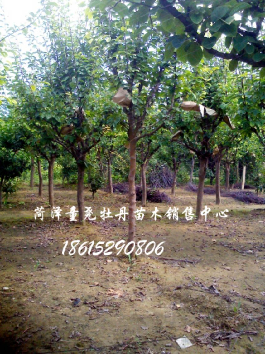 点击查看详细信息<br>标题：木瓜基地 阅读次数：1549