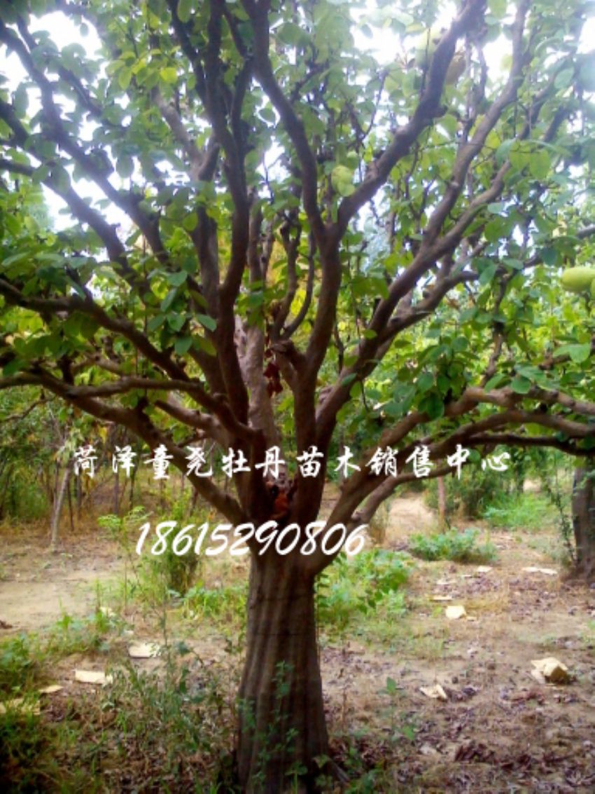 点击查看详细信息<br>标题：30公分木瓜树 阅读次数：1145