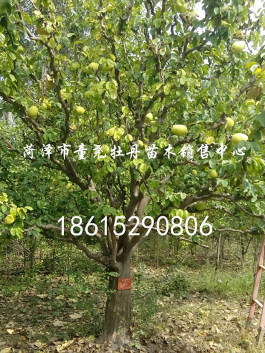 点击查看详细信息<br>标题：25公分木瓜树 阅读次数：1158