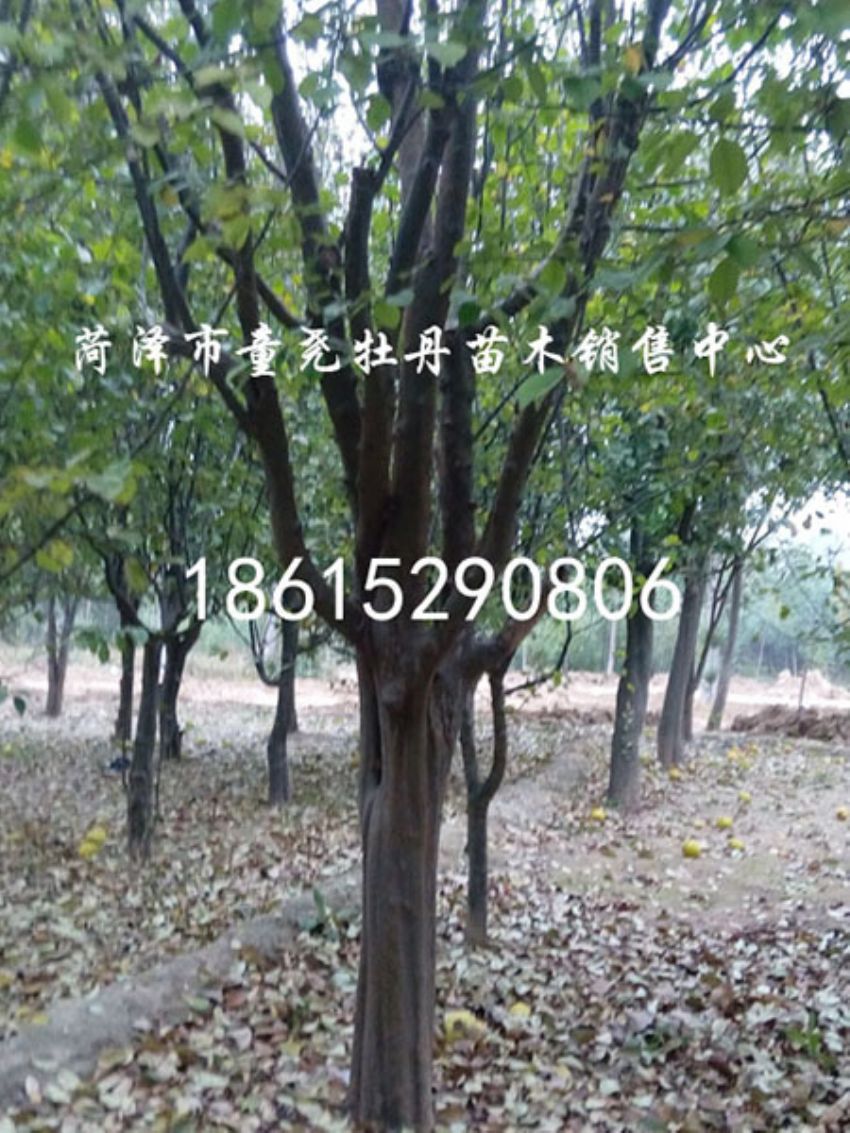 点击查看详细信息<br>标题：20公分木瓜树 阅读次数：1197