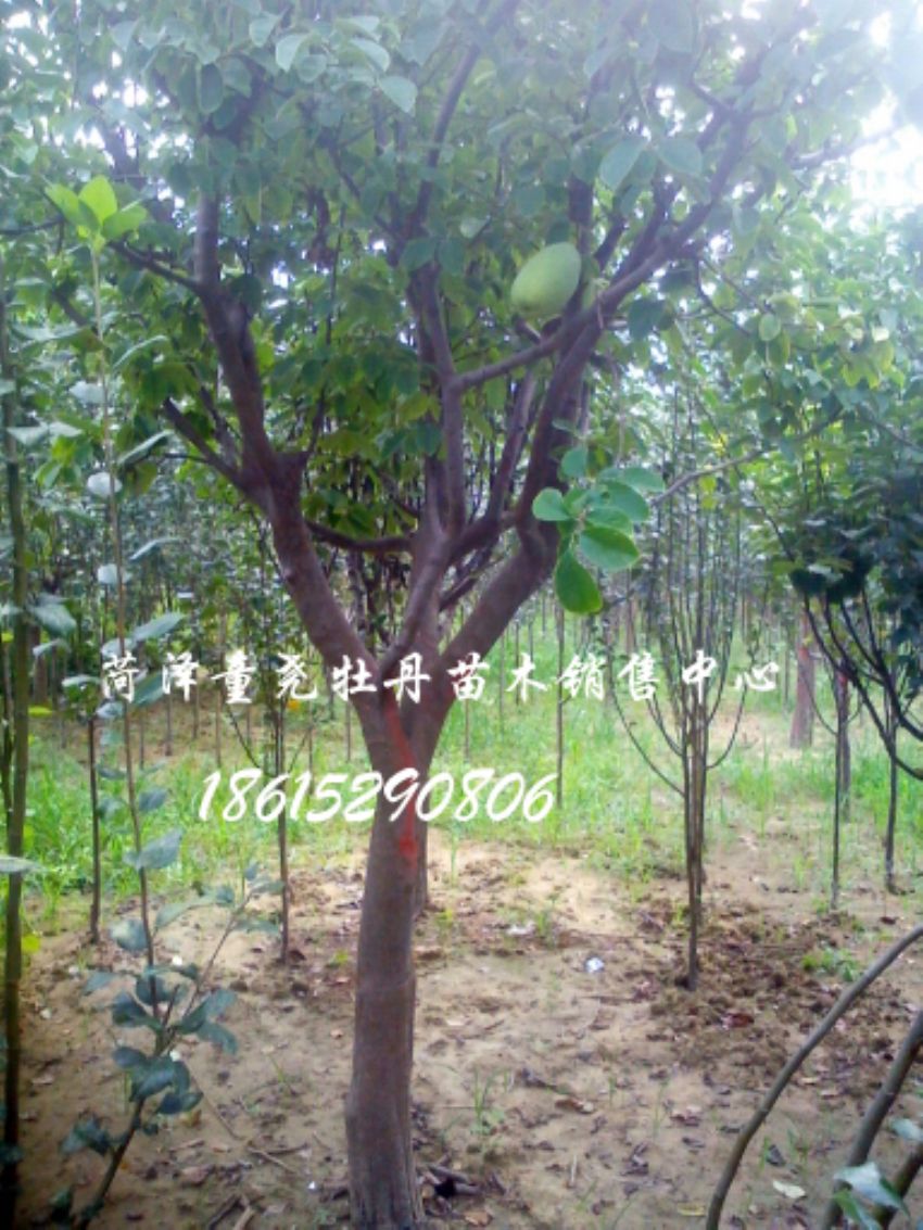点击查看详细信息<br>标题：15公分木瓜树 阅读次数：1361