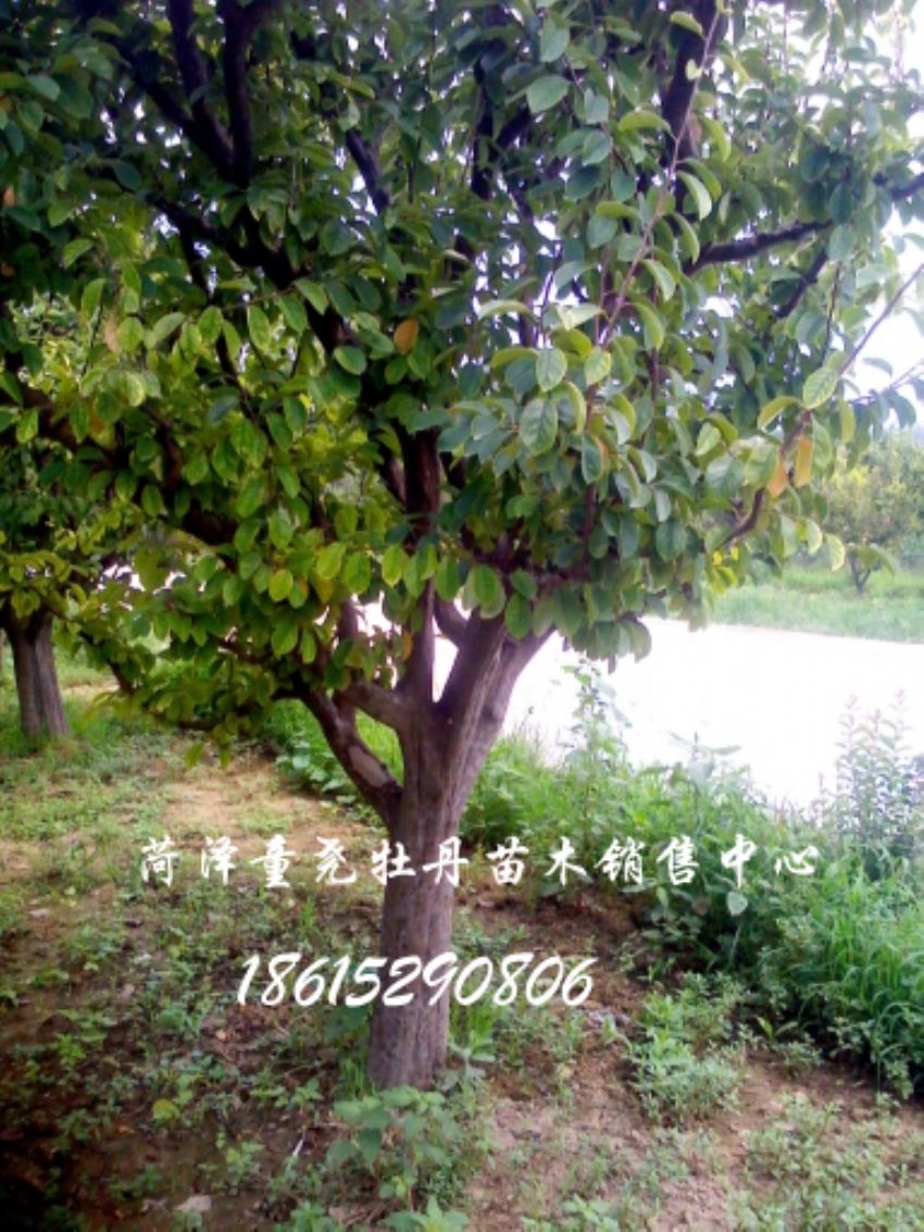 点击查看详细信息<br>标题：20公分木瓜树 阅读次数：1140