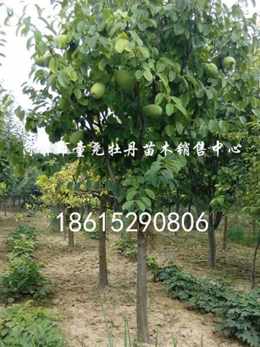 点击查看详细信息<br>标题：7公分木瓜树 阅读次数：1207