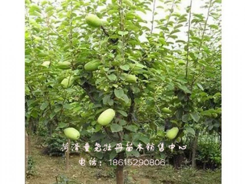 点击查看详细信息<br>标题：六公分木瓜树 阅读次数：1254