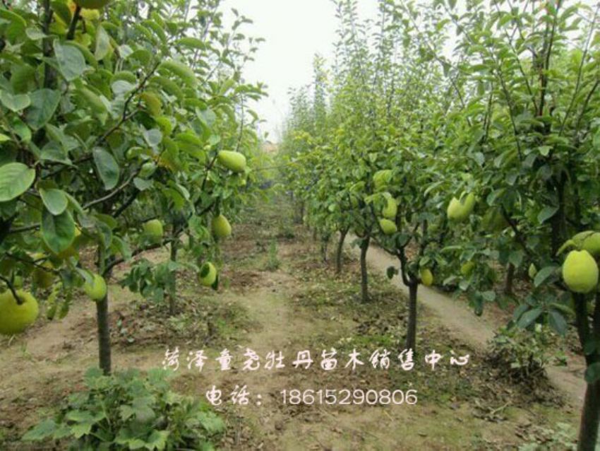 点击查看详细信息<br>标题：六公分木瓜树 阅读次数：1308