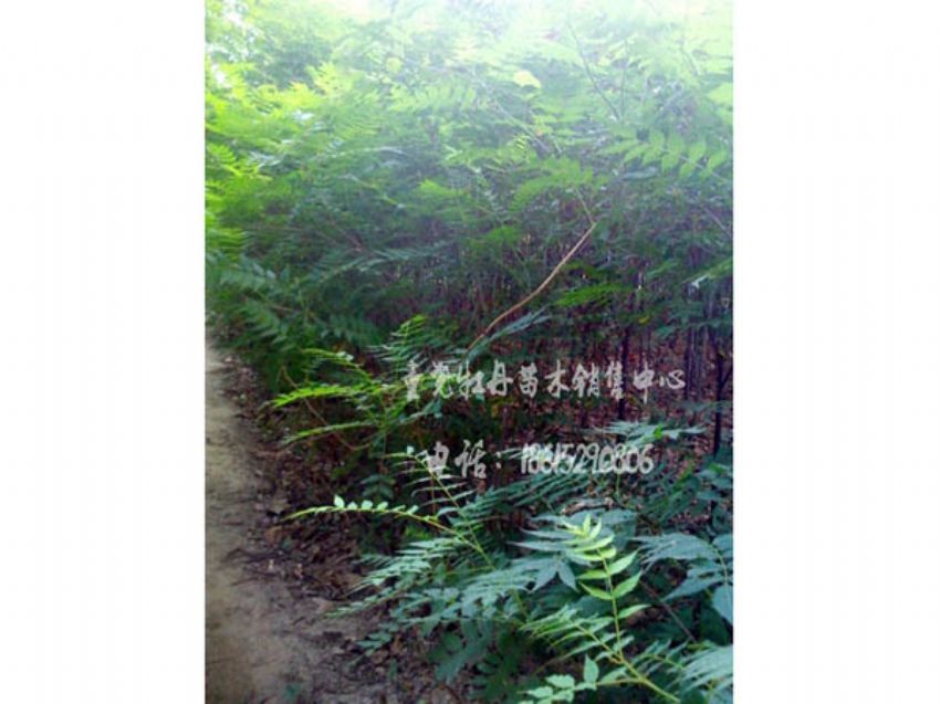 点击查看详细信息<br>标题：珍珠梅 阅读次数：1219