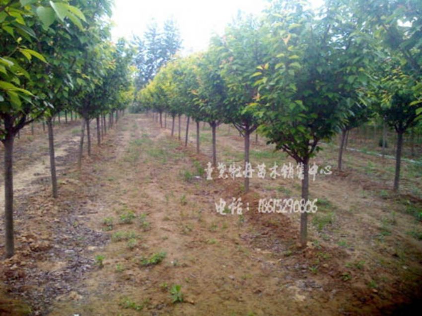 点击查看详细信息<br>标题：樱花 阅读次数：1019