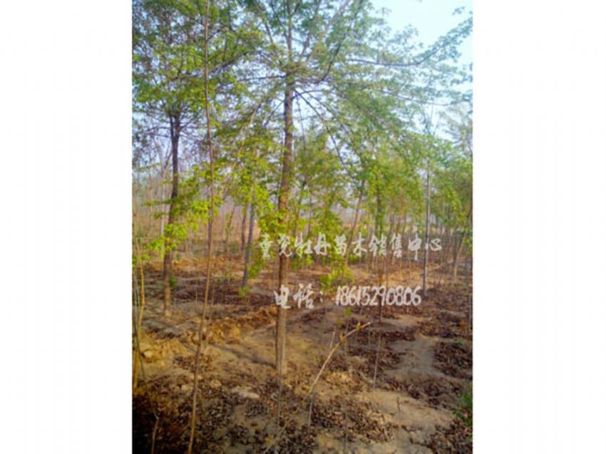点击查看详细信息<br>标题：五角枫 阅读次数：1076