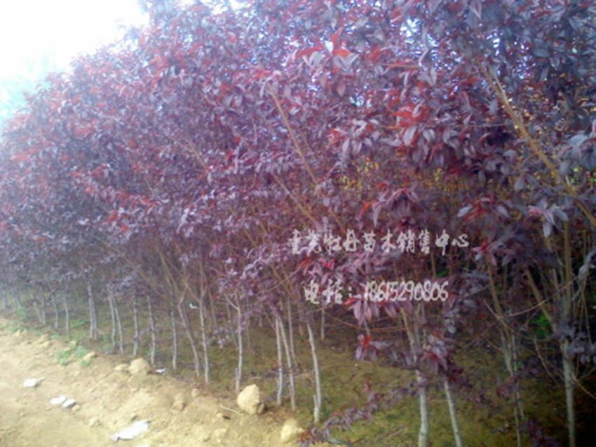 点击查看详细信息<br>标题：红叶碧桃 阅读次数：956