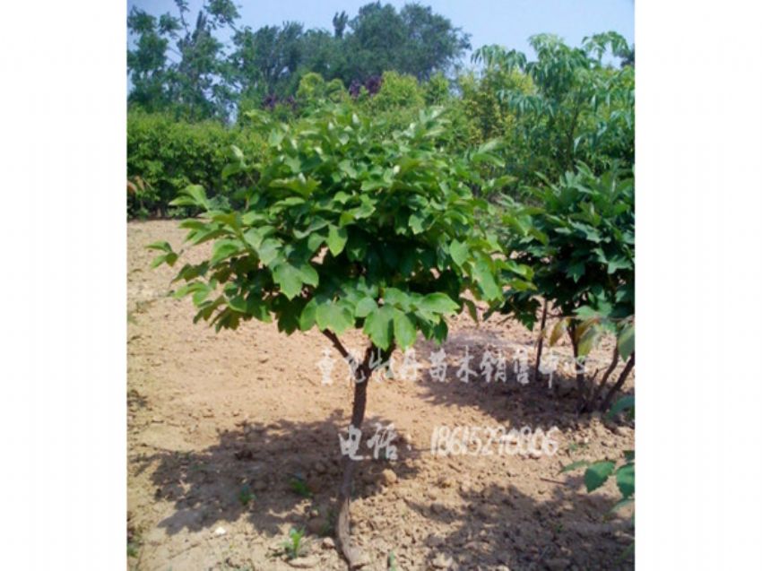点击查看详细信息<br>标题：独杆牡丹 阅读次数：1030