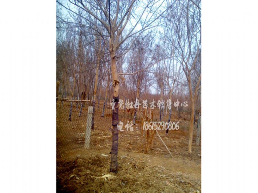 点击查看详细信息<br>标题：高杆百日红 阅读次数：1011