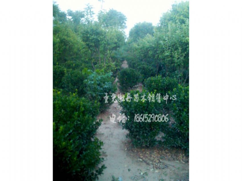 点击查看详细信息<br>标题：冬青球 阅读次数：1584