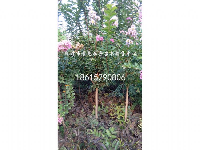 点击查看详细信息<br>标题：百日红 阅读次数：1537