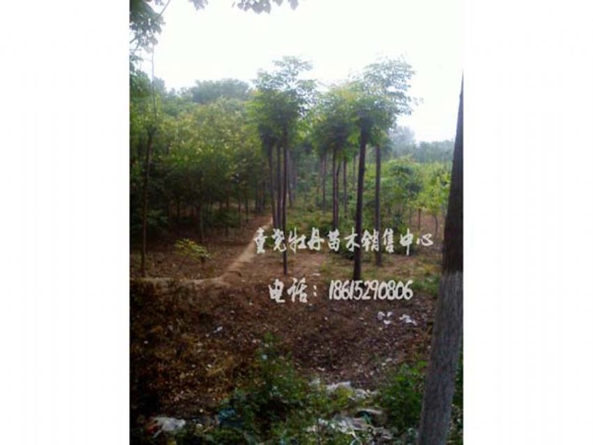 点击查看详细信息<br>标题：栾树 阅读次数：1057