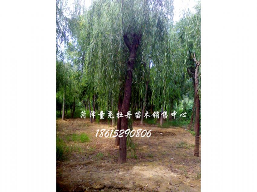 点击查看详细信息<br>标题：垂柳 阅读次数：1442