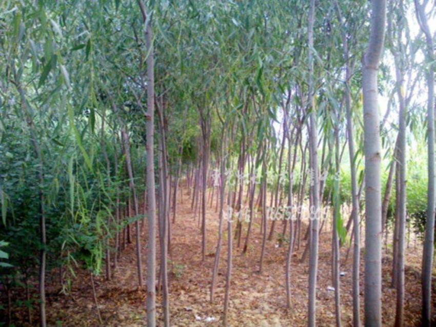 点击查看详细信息<br>标题：垂柳 阅读次数：1469