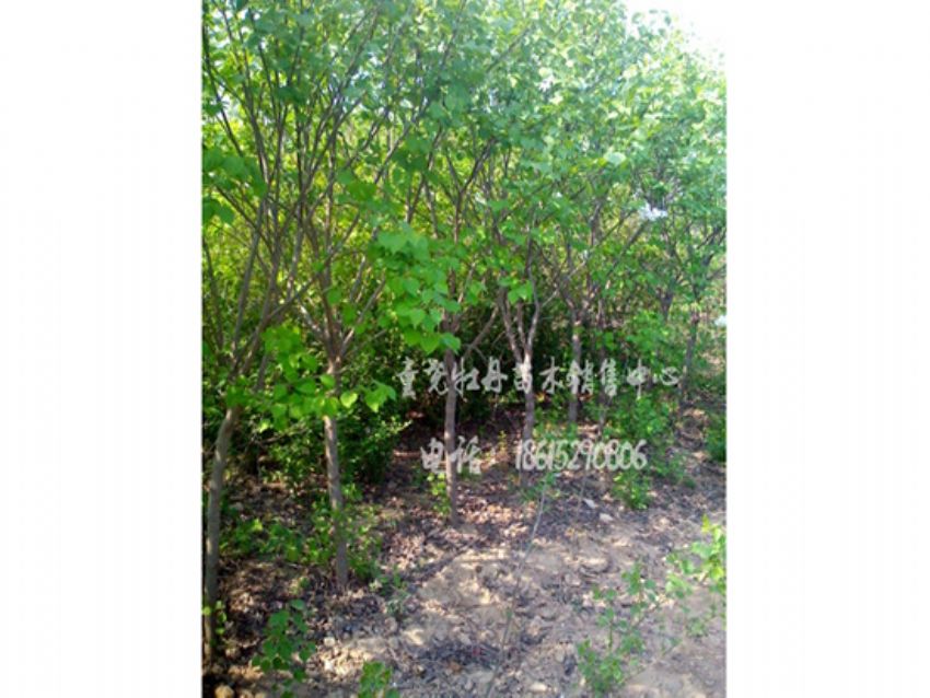 点击查看详细信息<br>标题：丁香 阅读次数：1052