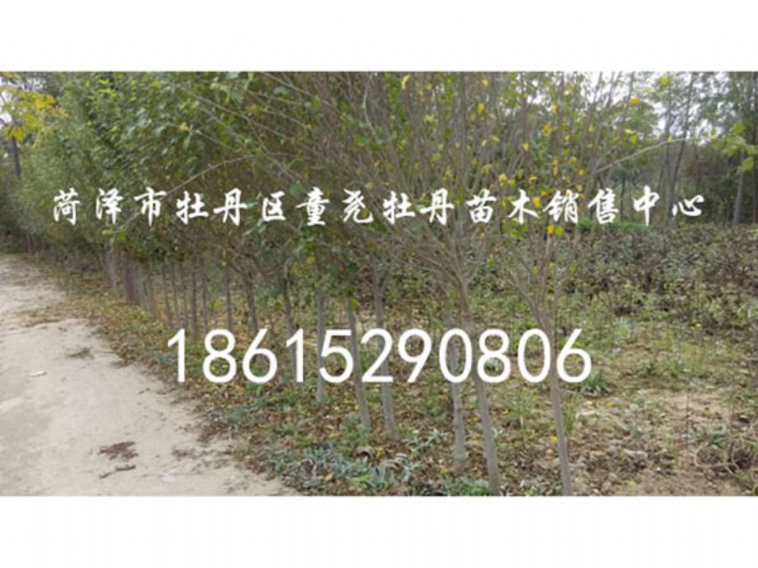 点击查看详细信息<br>标题：木槿 阅读次数：1438