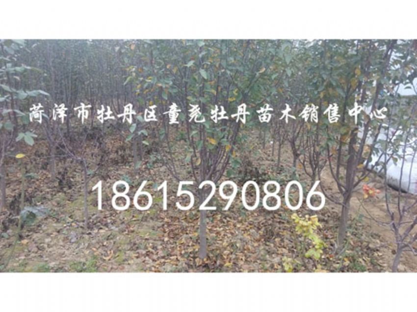 点击查看详细信息<br>标题：北美海棠 阅读次数：943