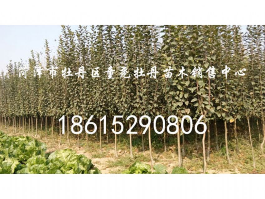点击查看详细信息<br>标题：西府海棠 阅读次数：1055