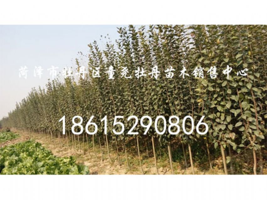 点击查看详细信息<br>标题：西府海棠 阅读次数：1034