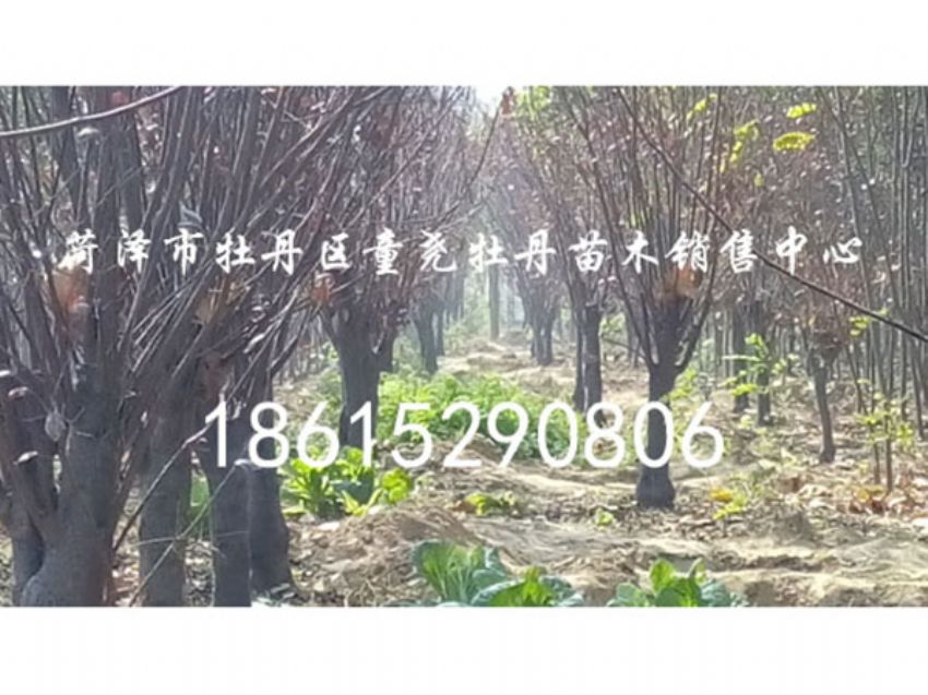 点击查看详细信息<br>标题：红叶李 阅读次数：1005
