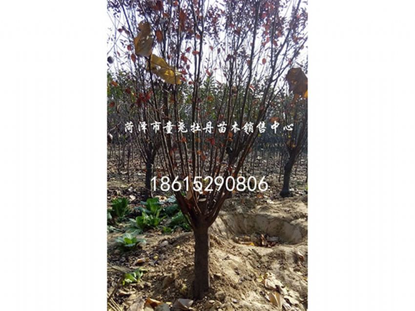 点击查看详细信息<br>标题：红叶李 阅读次数：1079