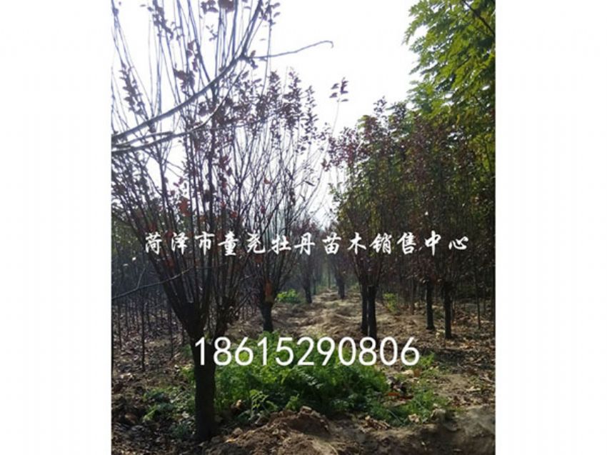 点击查看详细信息<br>标题：红叶李 阅读次数：1105