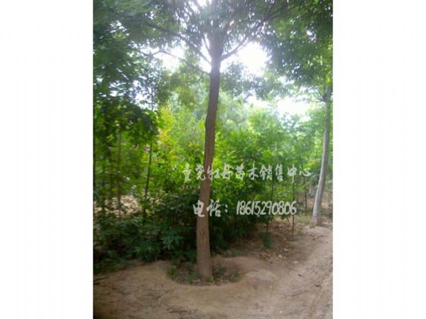 点击查看详细信息<br>标题：国槐 阅读次数：1001