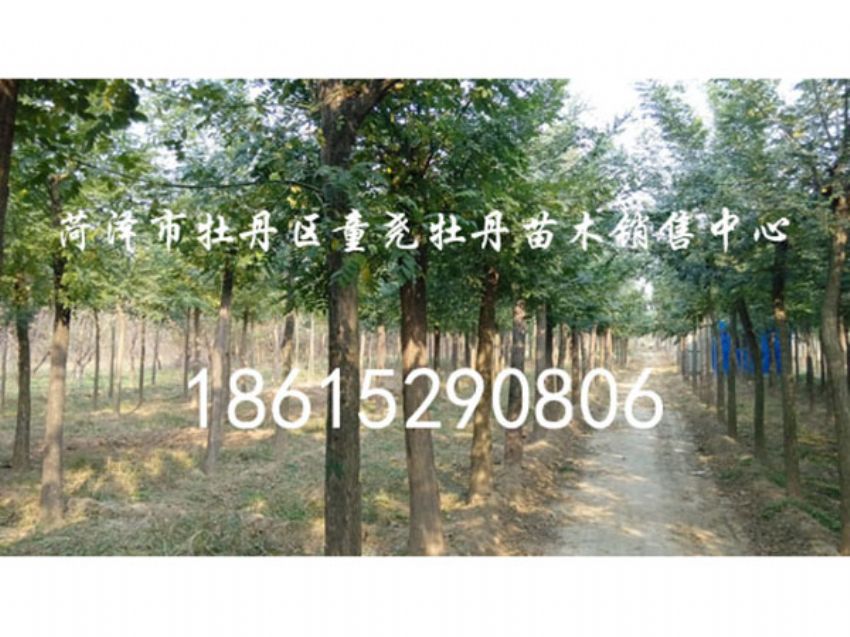 点击查看详细信息<br>标题：国槐 阅读次数：1451