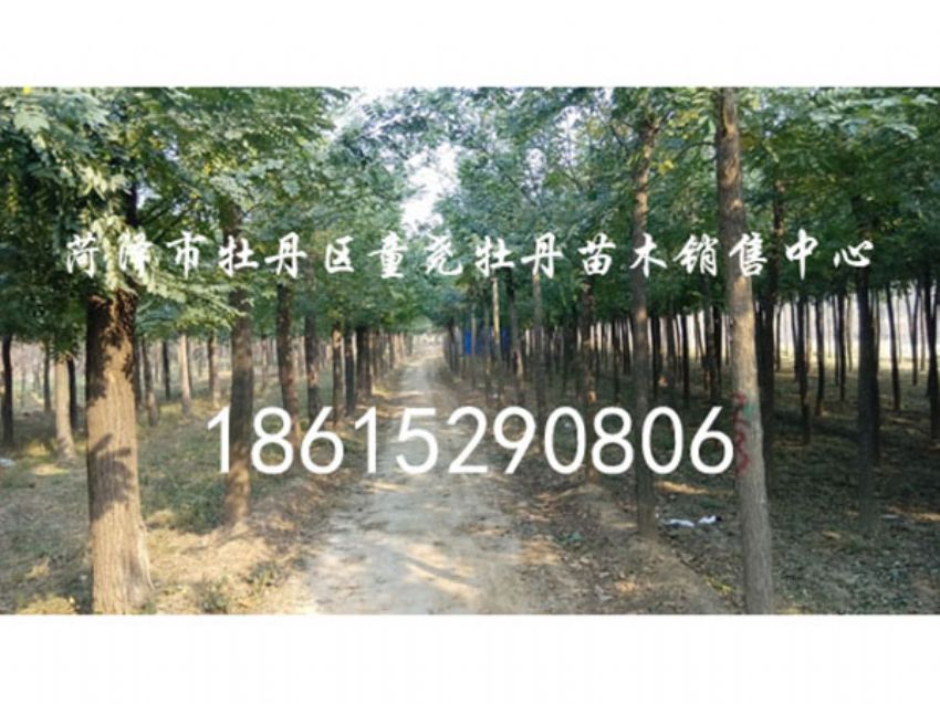 点击查看详细信息<br>标题：国槐 阅读次数：1476