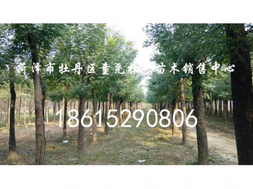 点击查看详细信息<br>标题：国槐 阅读次数：889