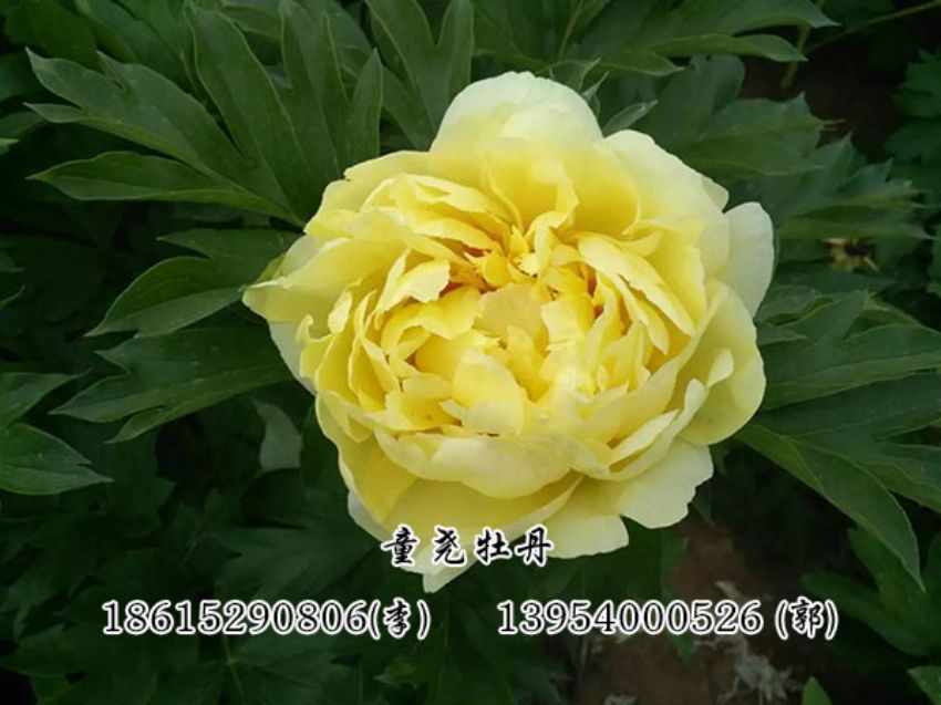 点击查看详细信息<br>标题：黄色芍药 阅读次数：2858