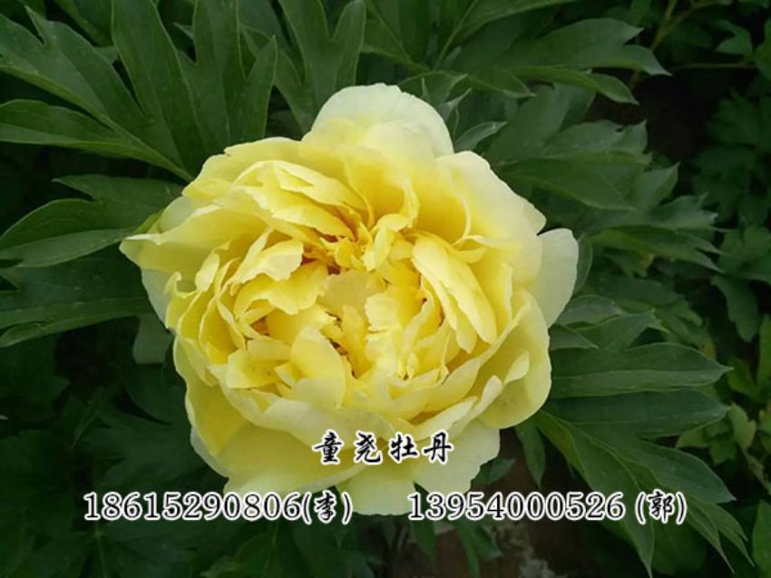 点击查看详细信息<br>标题：黄色芍药 阅读次数：2996
