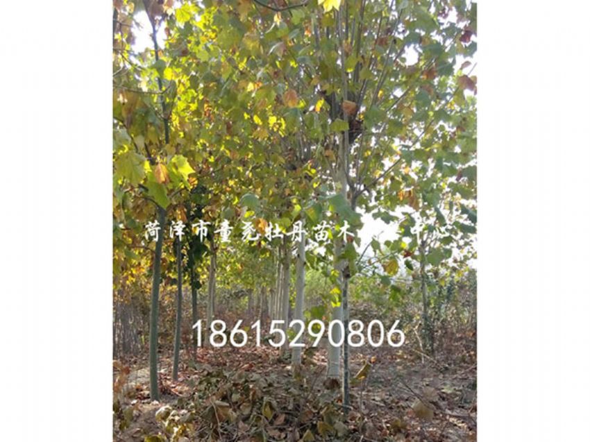 点击查看详细信息<br>标题：法桐 阅读次数：888