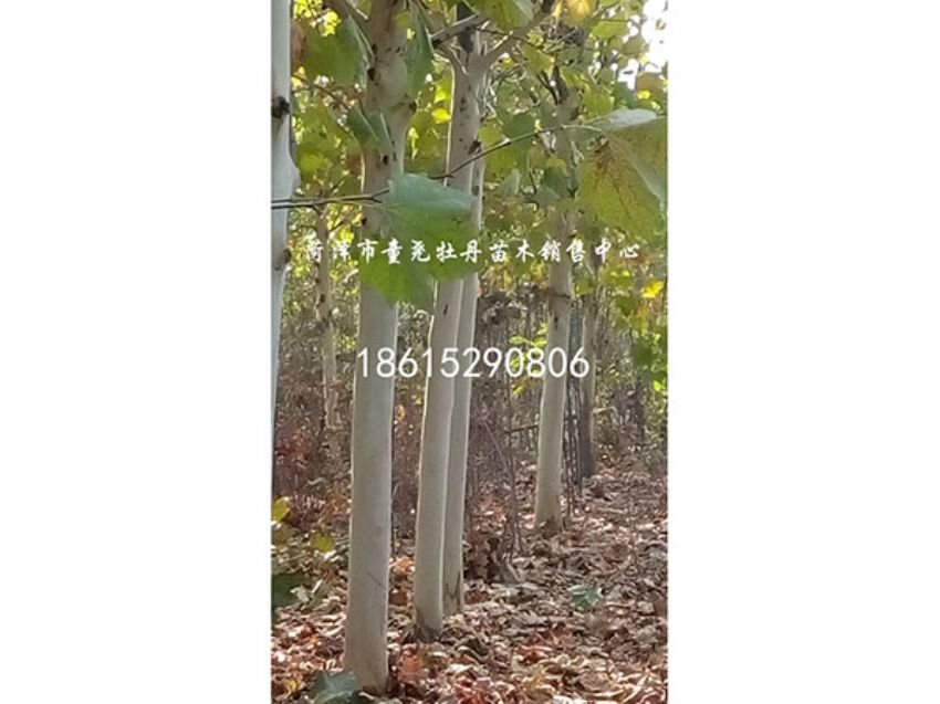 点击查看详细信息<br>标题：法桐 阅读次数：1027