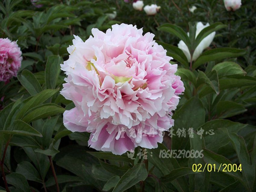 点击查看详细信息<br>标题：粉池滴翠 阅读次数：1686