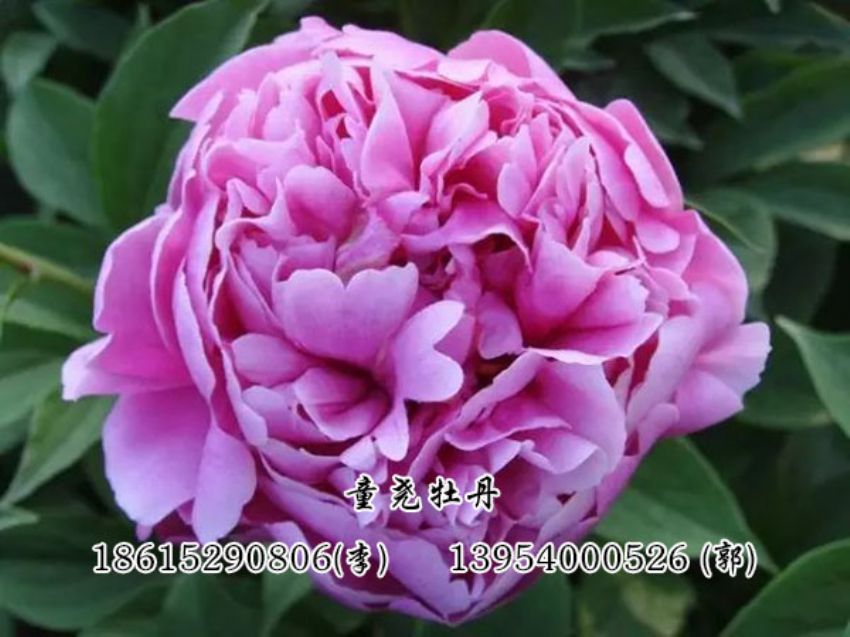 点击查看详细信息<br>标题：蓝色芍药 阅读次数：1767