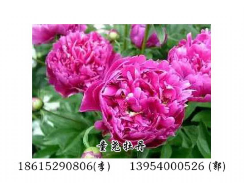 点击查看详细信息<br>标题：蓝色芍药 阅读次数：1922