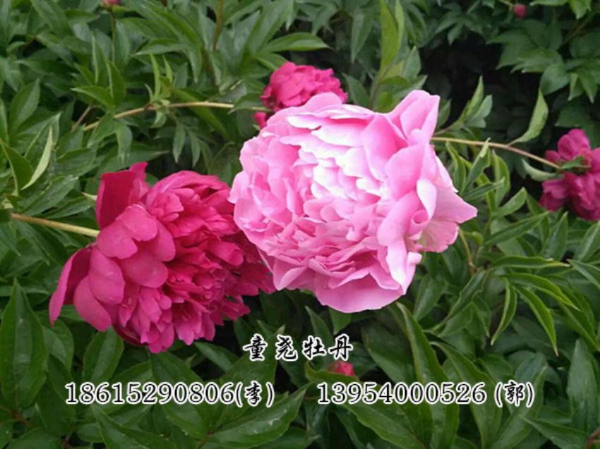 点击查看详细信息<br>标题：复色芍药 阅读次数：1580