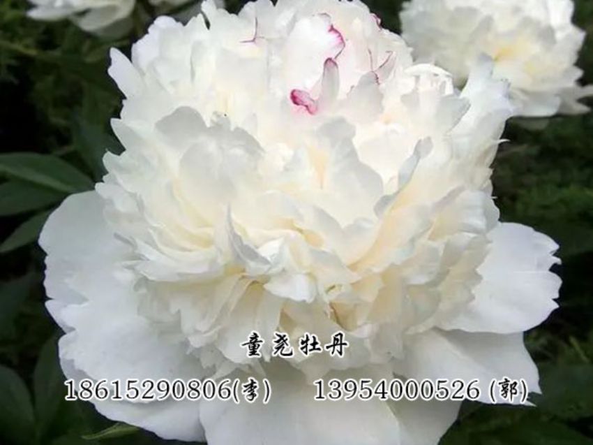 点击查看详细信息<br>标题：白色芍药 阅读次数：3166