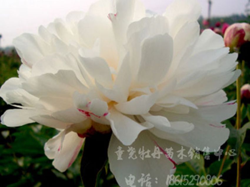 点击查看详细信息<br>标题：白色芍药 阅读次数：1926