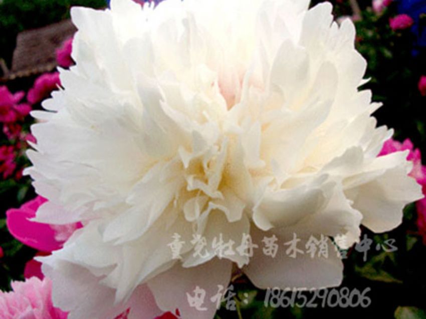 点击查看详细信息<br>标题：雪山之玉 阅读次数：2917