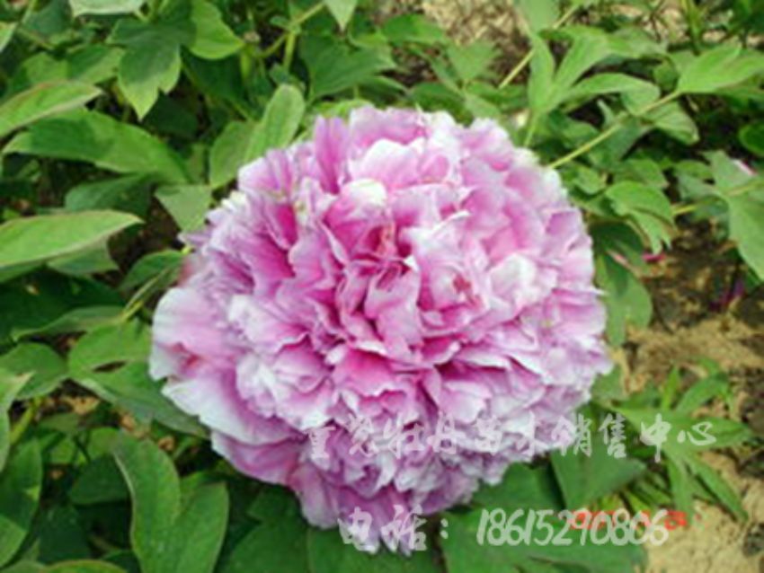 点击查看详细信息<br>标题：大魏紫 阅读次数：1905
