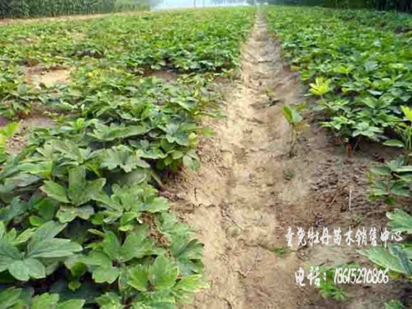 点击查看详细信息<br>标题：牡丹苗 阅读次数：1551