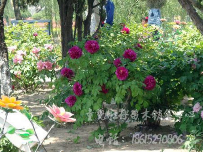 点击查看详细信息<br>标题：紫叶荷 阅读次数：1719