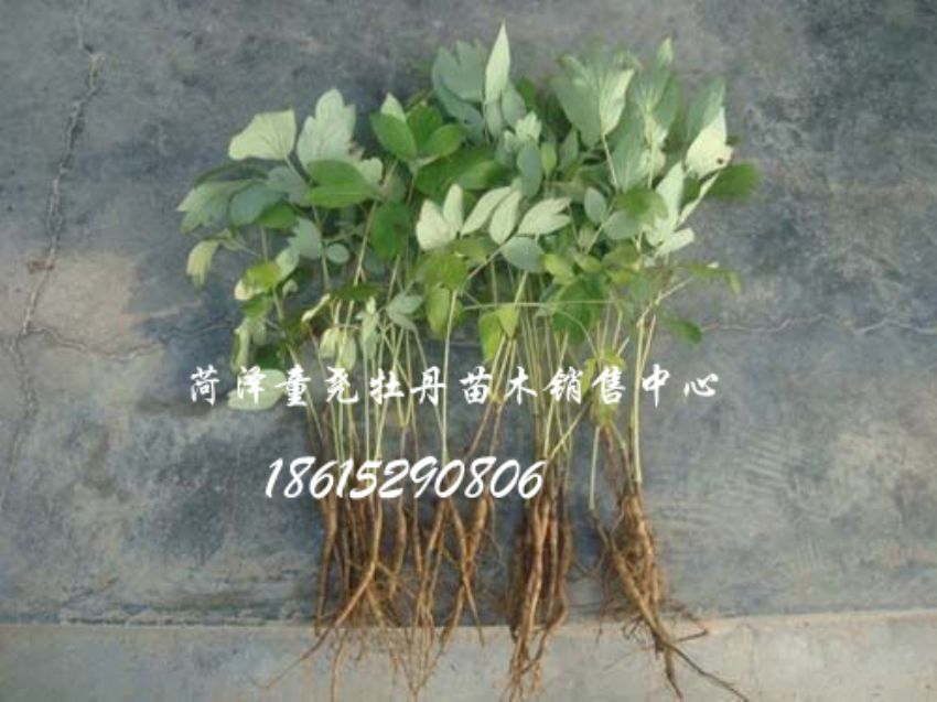点击查看详细信息<br>标题：牡丹小苗 阅读次数：1671